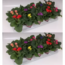 Rosebud paprastųjų raktažolių rinkinys, pristatymas tik vasario 25- kovo 12 d.