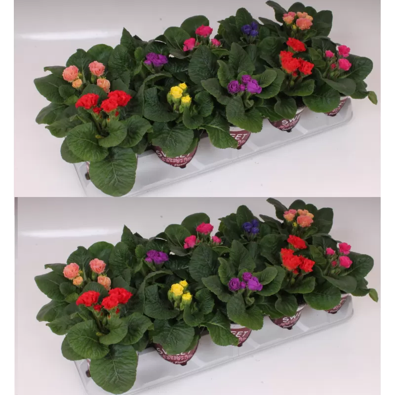 Rosebud paprastųjų raktažolių rinkinys, pristatymas tik vasario 25- kovo 12 d.