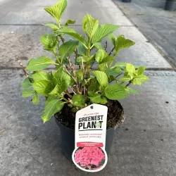 Hydrangea macrophylla ALPENGLUHEN