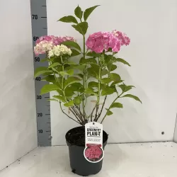 Didžialapė hortenzija - Hydrangea macrophylla ALPENGLUHEN