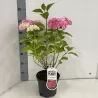 Didžialapė hortenzija - Hydrangea macrophylla ALPENGLUHEN