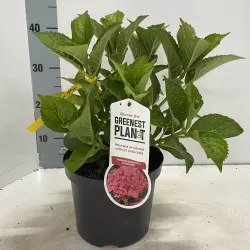 Hydrangea macrophylla ALPENGLUHEN