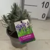 Tikroji levanda - Lavandula angustifolia
