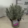 Lavandula PHENOMENAL