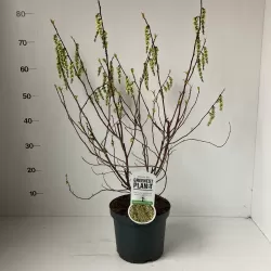 Kininis stachyras - Stachyurus chinensis CELINA