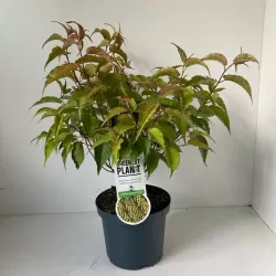 Kininis stachyras - Stachyurus chinensis CELINA