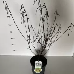 Kininis stachyras - Stachyurus chinensis CELINA