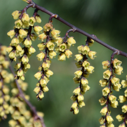 Stachyurus chinensis CELINA