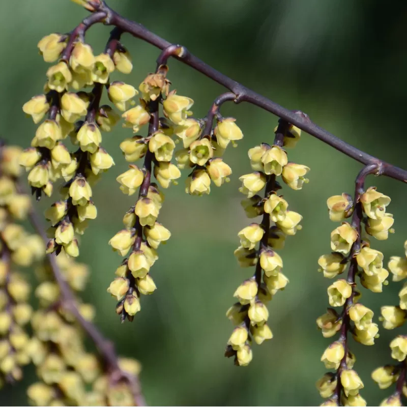 Kininis stachyras - Stachyurus chinensis CELINA