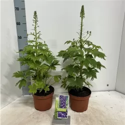 Pentiniai - Delphinium MAGIC FOUNTAIN MIX