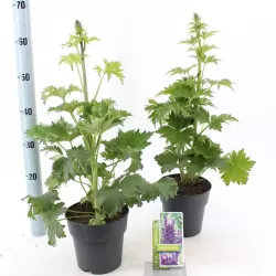 Delphinium MAGIC FOUNTAIN MIX