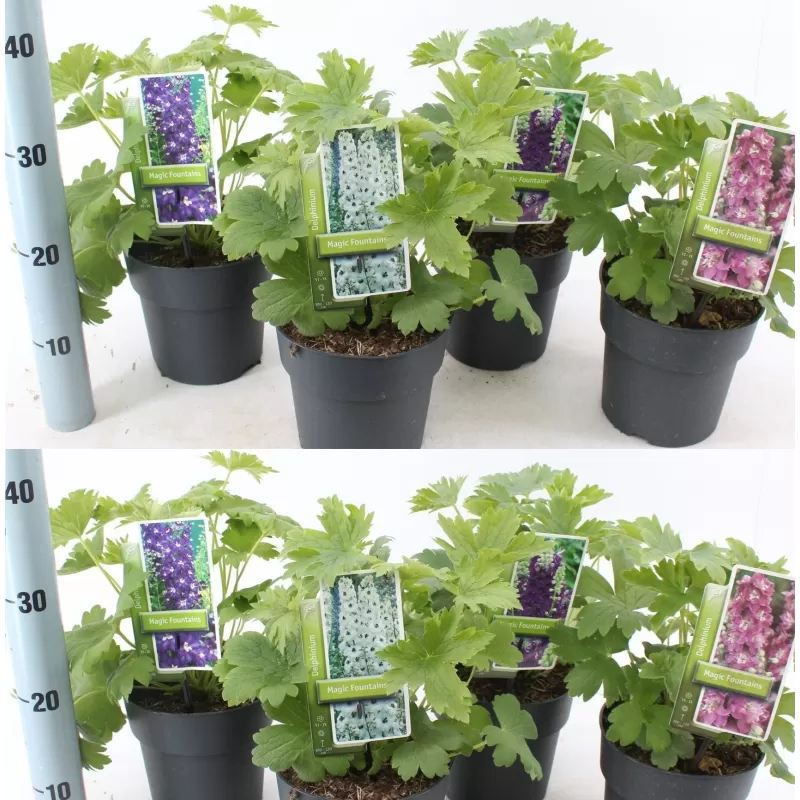 Delphinium MAGIC FOUNTAIN MIX