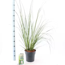 Cortaderia selloana EVITA