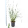 Cortaderia selloana EVITA