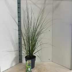 Argentininė kortaderija - Cortaderia selloana EVITA