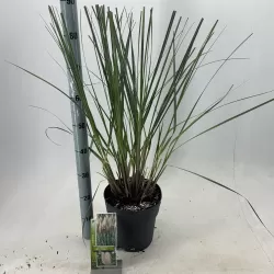 Argentininė kortaderija - Cortaderia selloana EVITA