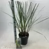 Cortaderia selloana EVITA