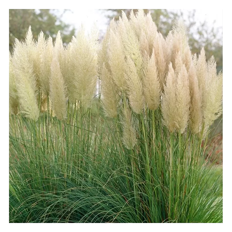 Cortaderia selloana EVITA