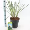 Cortaderia selloana EVITA