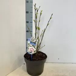 Hibiscus syriacus STARBURST CHIFFON
