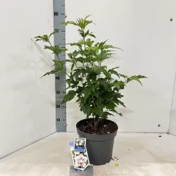 Hibiscus syriacus STARBURST CHIFFON