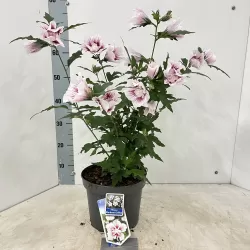 Hibiscus syriacus STARBURST CHIFFON