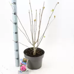 Sirinis hibiskas (kinrožė) - Hibiscus syriacus MAGENTA CHIFFON