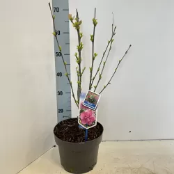 Sirinis hibiskas (kinrožė) - Hibiscus syriacus MAGENTA CHIFFON