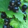 Juodieji serbentai - Ribes nigrum Goliath