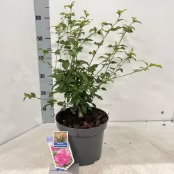 Sirinis hibiskas (kinrožė) - Hibiscus syriacus MAGENTA CHIFFON