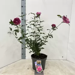 Sirinis hibiskas (kinrožė) - Hibiscus syriacus MAGENTA CHIFFON