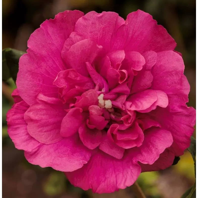 Sirinis hibiskas (kinrožė) - Hibiscus syriacus MAGENTA CHIFFON