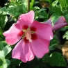 Hibiscus syriacus WOODBRIDGE