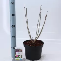 Sirinis hibiskas (kinrožė) - Hibiscus syriacus WOODBRIDGE