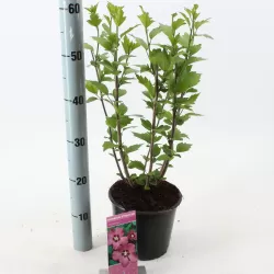 Sirinis hibiskas (kinrožė) - Hibiscus syriacus WOODBRIDGE