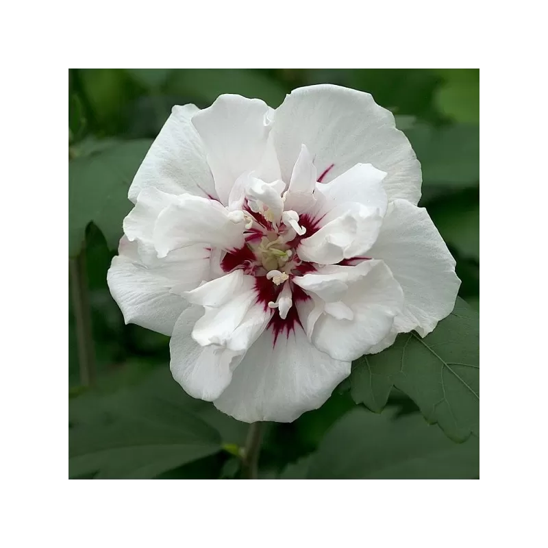 Sirinis hibiskas (kinrožė) - Hibiscus syriacus SPECIOSUS