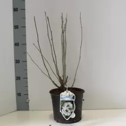 Sirinis hibiskas (kinrožė) - Hibiscus syriacus SPECIOSUS