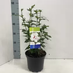 Sirinis hibiskas (kinrožė) - Hibiscus syriacus SPECIOSUS