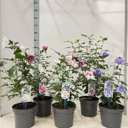 Sirinis hibiskas (kinrožė) - Hibiscus syriacus PURPLE CHIFFON