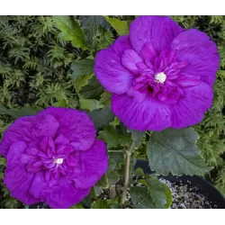 Sirinis hibiskas (kinrožė) - Hibiscus syriacus PURPLE CHIFFON