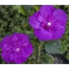 Sirinis hibiskas (kinrožė) - Hibiscus syriacus PURPLE CHIFFON