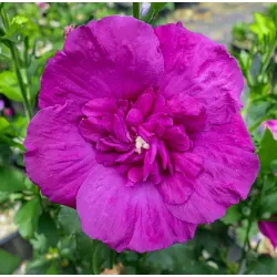 Sirinis hibiskas (kinrožė) - Hibiscus syriacus PURPLE CHIFFON