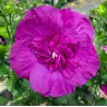 Hibiscus syriacus PURPLE CHIFFON