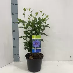 Hibiscus syriacus OISEAU BLUE