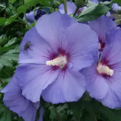 Hibiscus syriacus OISEAU BLUE
