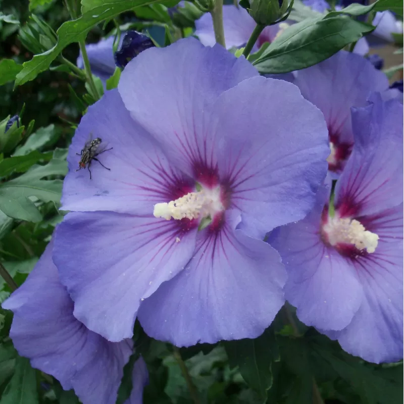 Sirinis hibiskas (kinrožė) - Hibiscus syriacus OISEAU BLUE