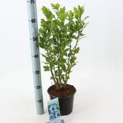 Sirinis hibiskas (kinrožė) - Hibiscus syriacus OISEAU BLUE