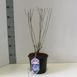 Sirinis hibiskas (kinrožė) - Hibiscus syriacus OISEAU BLUE