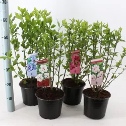 Hibiscus syriacus HAMABO