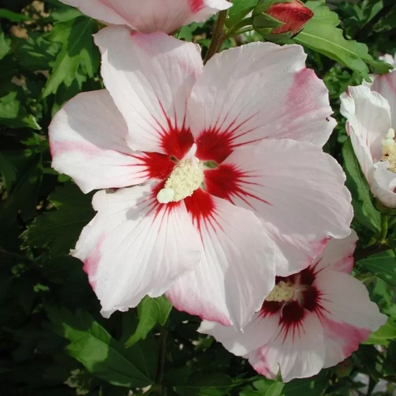 Sirinis hibiskas (kinrožė) - Hibiscus syriacus HAMABO